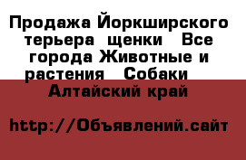 Продажа Йоркширского терьера, щенки - Все города Животные и растения » Собаки   . Алтайский край